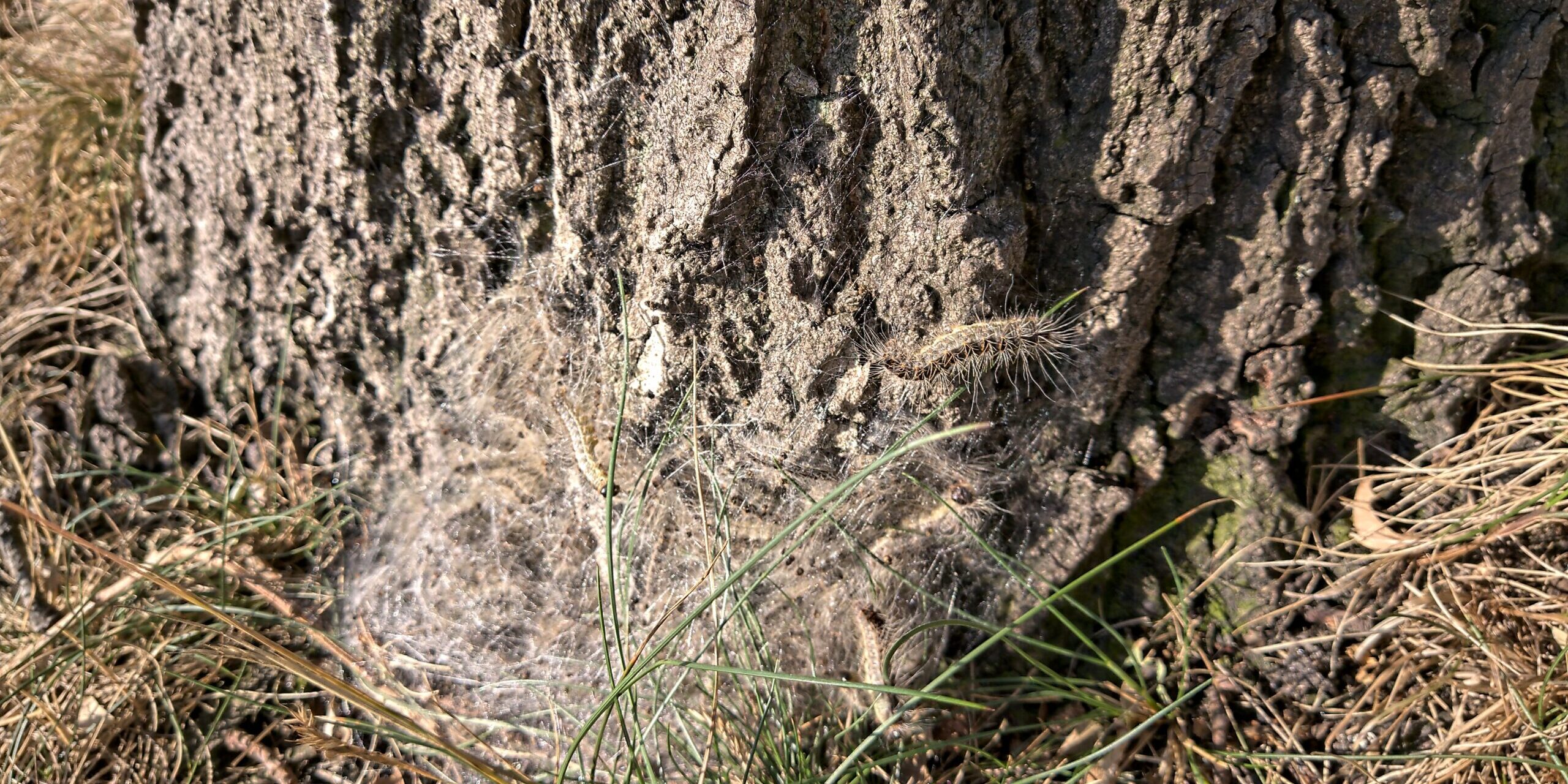 Eikenprocessierupsen uit grondnest na diapauze