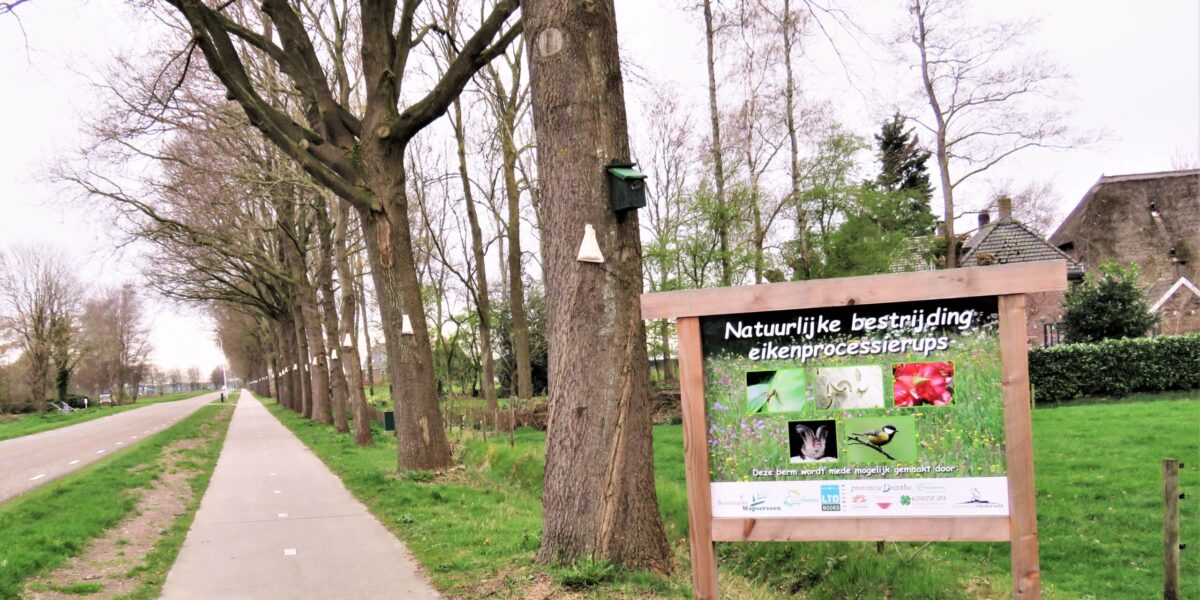 Natuurlijke bestrijding eikenprocessierups succesvol