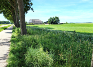Natuurlijke bestrijding eikenprocessierups Boermarke Wapserveen nog steeds succesvol na 6 jaar