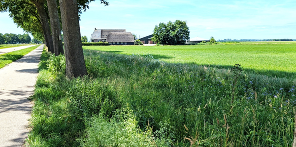 Natuurlijke bestrijding eikenprocessierups Boermarke Wapserveen nog steeds succesvol na 6 jaar