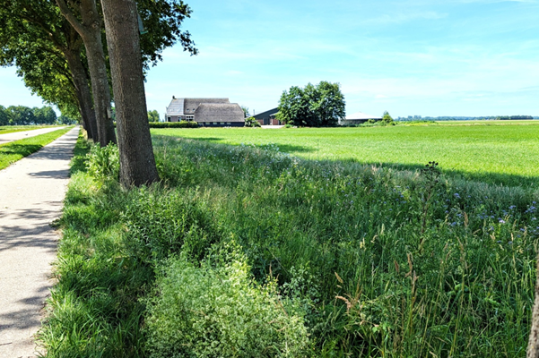 Natuurlijke bestrijding eikenprocessierups Boermarke Wapserveen nog steeds succesvol na 6 jaar