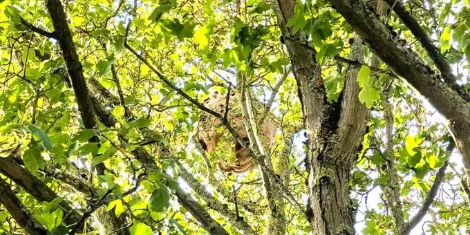 Geelpoothoornaar nest